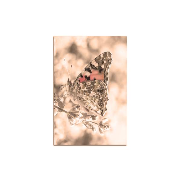 Obraz na plátně - Motýl na levandule - obdélník